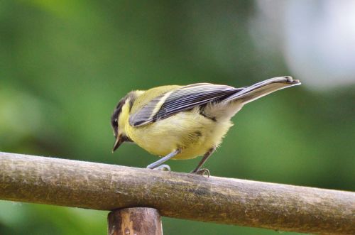 tit bird foraging