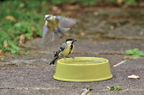 tit blue tit little bird