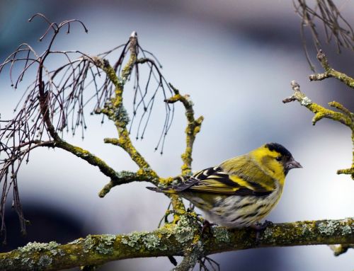 tit bird nature