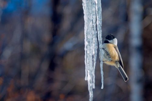 tit ice winter