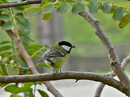 tit little bird spevavý