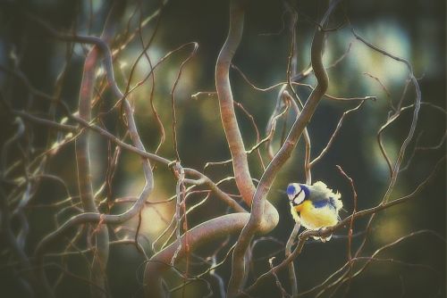 tit bird blue tit