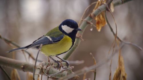 tit bird nature