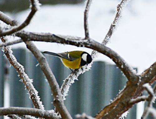 tit little bird spevavý