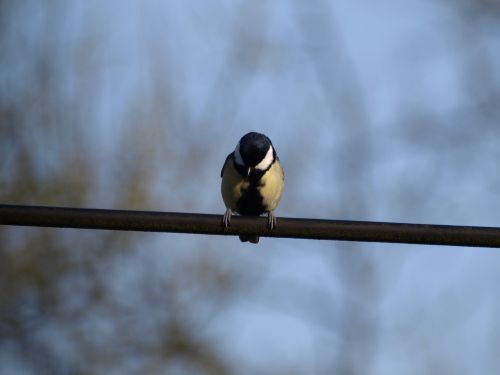 tit bird