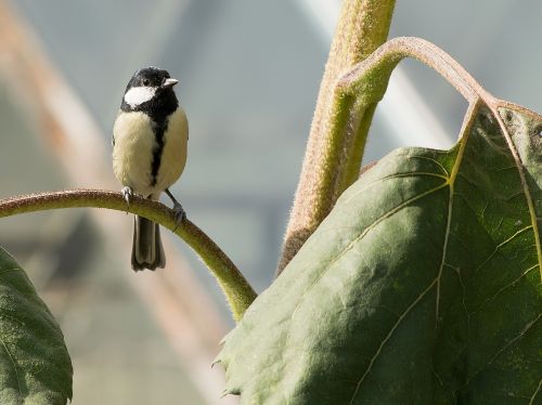 tit nature bird