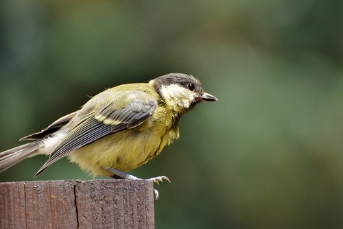 tit  songbird  small bird