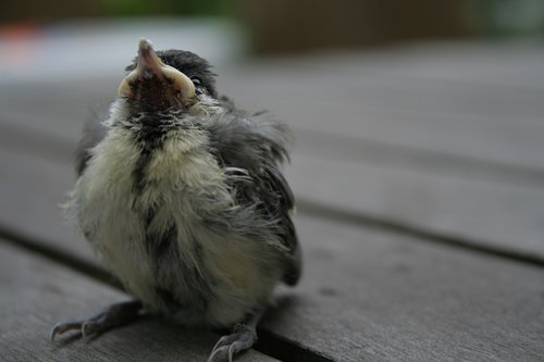 tit  baby  young bird