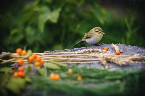 tit  bird  barley