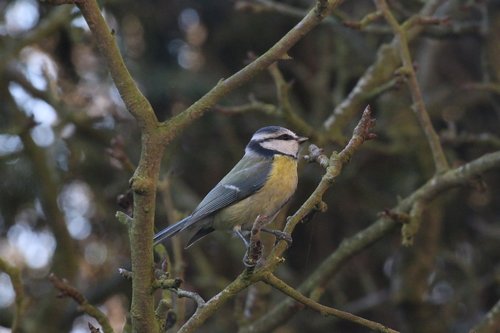 tit  bird  garden