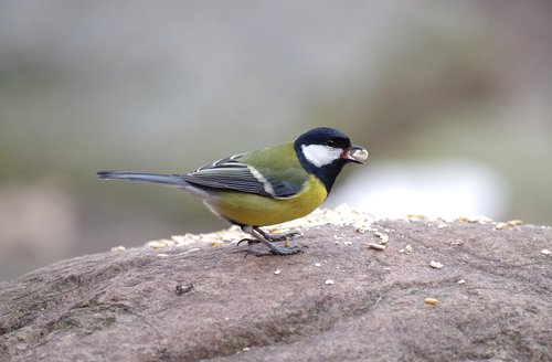 tit  bird  songbird