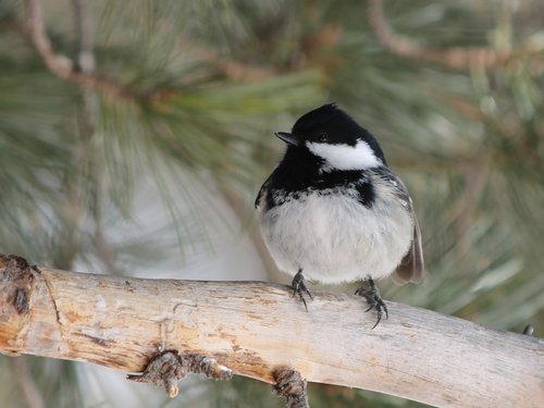 tit  bird  songbird