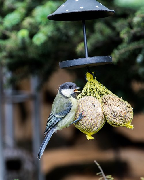 tit  songbird  garden