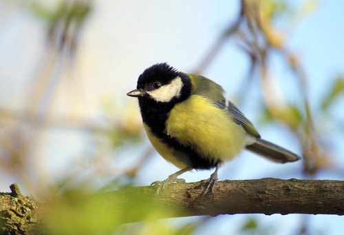 tit  bird  songbird