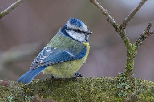 tit  bird  garden