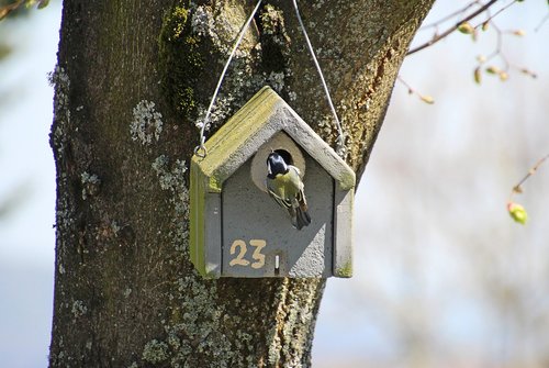 tit  bird  aviary