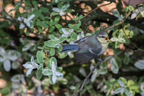 tit  young bird  bird