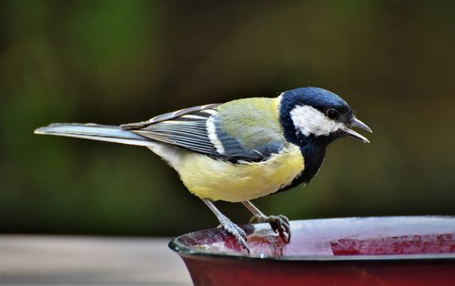 tit  songbird  bird bath