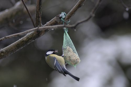 tit birds nature