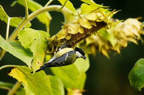 tit animal nature