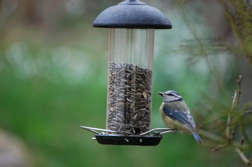 tit bird winter