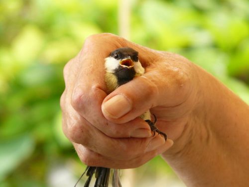 tit parus major hand