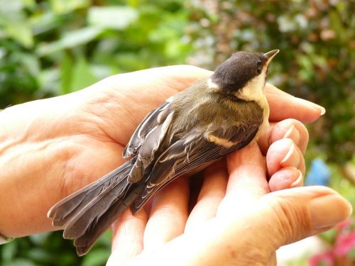 tit parus major hand