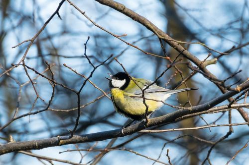 tit bird spring