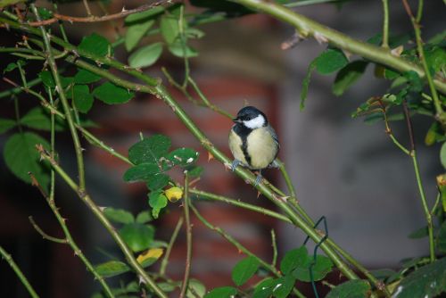 tit bird small bird