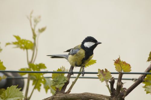 tit bird animal