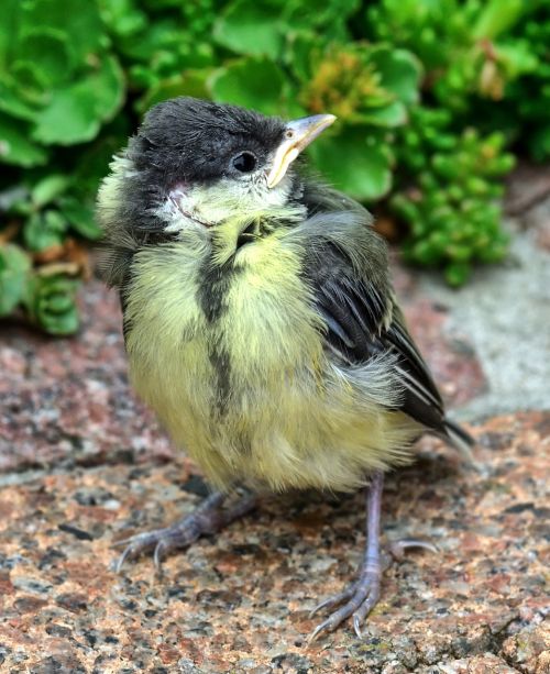 tit bird nature