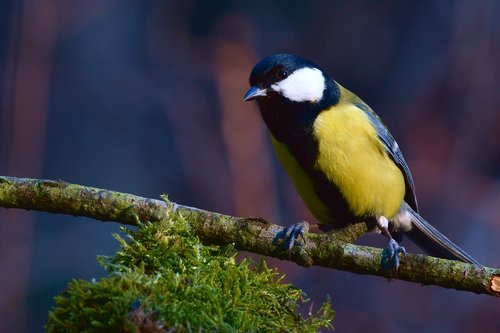 titmouse  bird  forest