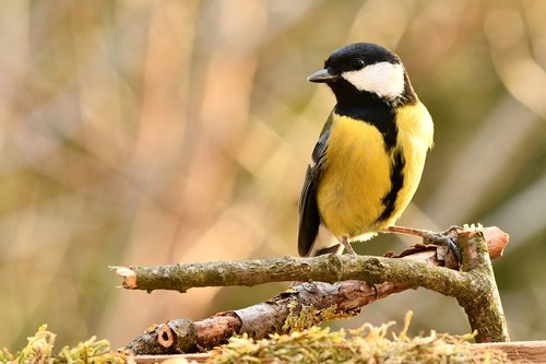 titmouse  bird  forest