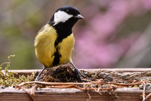 titmouse  yellow  bird