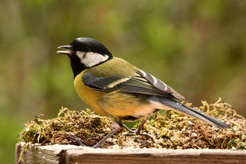 titmouse  bird  animal