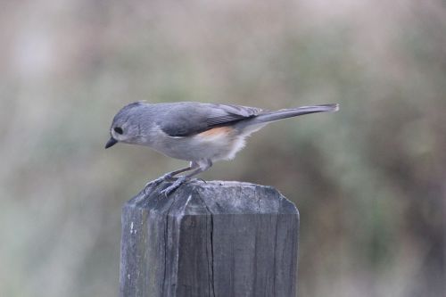 titmouse tufted titmouse bird