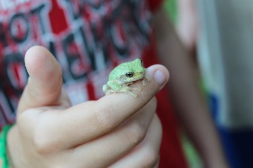 toad close up amphibian