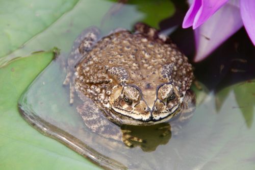 toad frog tadpoles