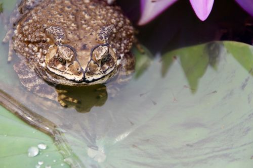 toad frog tadpoles