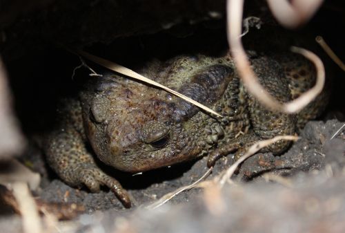 toad campaign amphibian