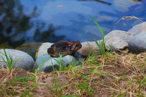 Toad