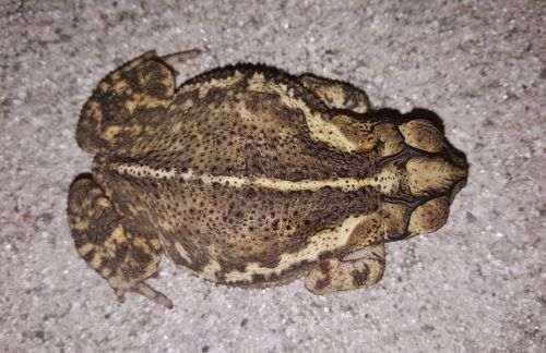toad gulf coast toad croak