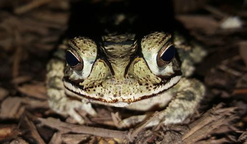 toad gulf coast toad amphibian