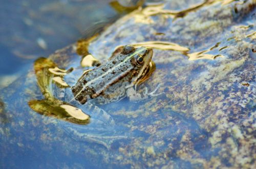 toad frog gerardo