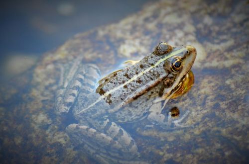 toad frog gerardo