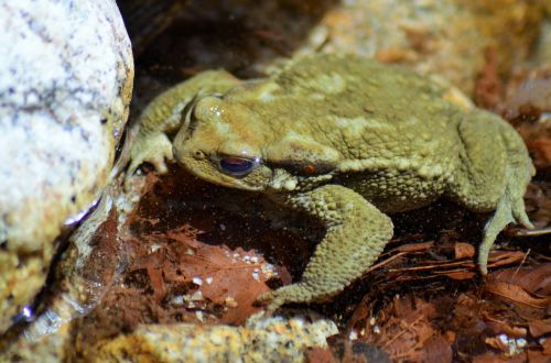 toad frog gerardo