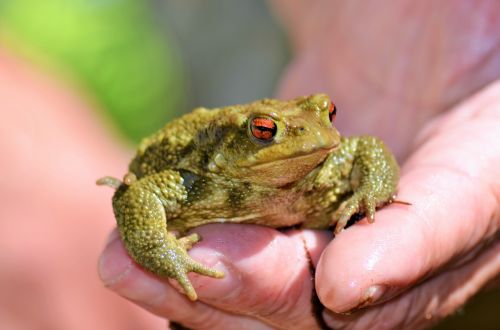 toad frog gerardo