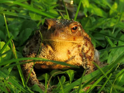 toad anuran amphibian