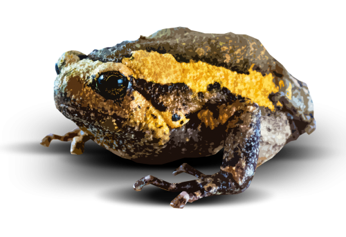 toad amphibian nature