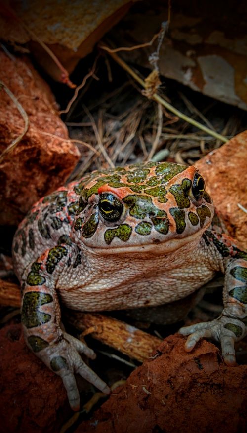 toad frog nature